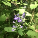 green plant with purple blossoms