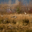Fall wetland habitat with about 25 Pintail ducks flying by. 