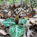 A small plant with three broad leave and flower on a forest floor