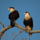 A pair of Crested Caracaras sit on a curved tree branch.