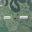 An aerial map shows a coastal marsh with unditched area demarcated in dark green adjacent to a ditched section demarcated in pale green. 