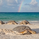 Four sea turtles bask on a beach in the sun. A rainbow is in the sky behind them.