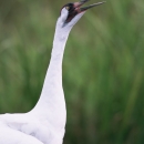 whooping crane close up