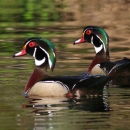 Two green, red, brown, black & white male wood ducks glide across a reflective water