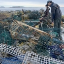 Fish and wildlife staff peer into a mess of abandoned and mangled lobster traps 