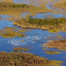 An aerial view shows a large flock of wood storks and other wading birds foraging in a slough last year at Arthur R. Marshall Loxahatchee National Wildlife Refuge in the northern Everglades. 