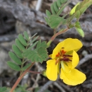 Big Pine partridge pea branch showing two yellow flowers and several green leaves. The flowers have five buttercup-like petals, with reddish-brown stamen. 
