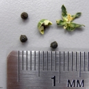 Against a white surface we see four seeds and a dry capsule. Each seed is dry and measure less than 1/8 of an inch. A metal ruler provides a size reference. 