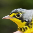 Closeup of a bird with a bright yellow chest and black cap