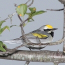 A small grey bird with yellow patches sits on a tree branch
