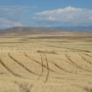 Field of hay on refuge 