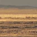 Greater sage-grouse standing in an open field.