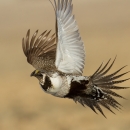 A white and brown bird mid-flight.