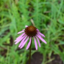 Single flower surrounded by green grass. The flower has a deep red center and long, droopy, slender and pink petals.