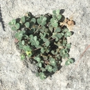Short matting plant with small green rounded leaves growing within the crevice of a rock. 