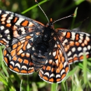 a bay checkerspot butterfly on grass