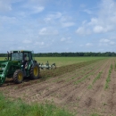 Employee is on tractor to disk a corn crop planted to supplement food for wildlife. 