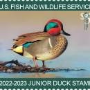 2022-2023 Junior Duck Stamp by Madison Grimm of a Green-winged Teal