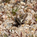 a brown moth on pebbly soil 