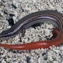 A Florida Keys mole skink is shown from above on sand. His back is brown with a pinkish red tail.