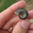 Hand holding snail shell