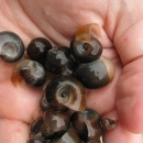 palm of a hand extended holding about 16 snail shells