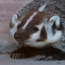 Close-up view of a badger