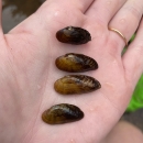 Four Medionidus acuitissimus mussels in hand from the Sipsey River