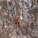 Small reddish-brown ant-like beetle on a rough soil covered cave floor