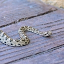 Small, speckled brown, white, and black rattlesnake sitting on a boardwalk