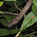 a brown snake in foliage