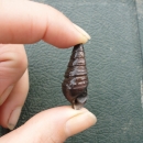 Rough Hornsnail held between a thumb and pointer finger. The spiraled shell is brown with the opening facing the camera. The shell tapers to a point which is on the top of the picture and the side that is touch the pointer finger.