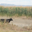 Black cow standing in front of tall grasses and dry pond.