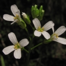 Small flowers with four white petals