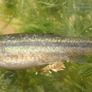 Small fish with gold and gray stripes