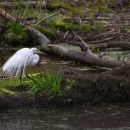A white bird stands on a log in a wetland