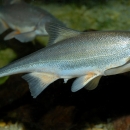 Silver colored fish