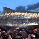 Small silver-colored fish