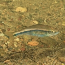 A fish with an elongate thin body and dark blue-black horizontal stripe swims in a clear stream.