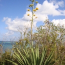 green plant with yellow flowers on a long stem