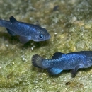 Two small blue fish 