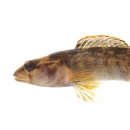A small thin-bodied fish with a pointed snout, rounded fins, dark saddles, and mottled pattern along its sides.