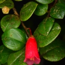 red flowering plant with green leaves