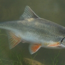 Silver colored fish with a humped back and reddish fins
