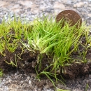 A small patch of small bright green filamentous plants sits on top of a rocky surface with a U.S. penny placed next to it for scale.