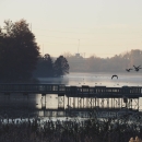 At dawn, a silhouette of a group of birds fly over a marsh boardwak. City structures and forest appear in the distance
