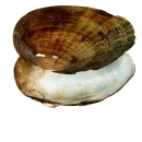 Shell of a freshwater mussel with a white nacre (interior) and brownish-yellow exterior. The shell has fine light and dary broken rays radiating outward from the hinge to the margin.