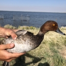 biologist holding a redhead duck