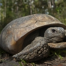a gopher tortoise on the ground in a forest