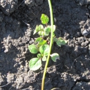 small san mateo thornmint plants grow in cracked dirt